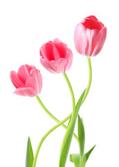 Fototapeta premium Pink tulips on white background. Beautiful spring flowers