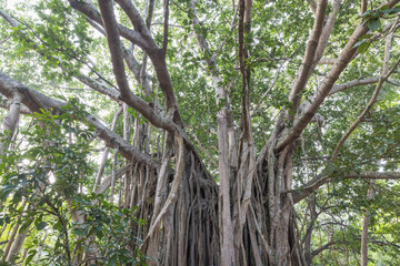 Obraz premium Majestic Tropical Tree with Extensive Aerial Roots and Lush Green Canopy Under Bright Sunlight, Symbolizing Growth and Nature's Resilience. Sri Lanka island in Asia.