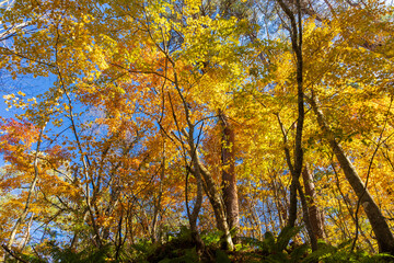 日本の風景・秋　福島県裏磐梯　紅葉の五色沼湖沼群　　