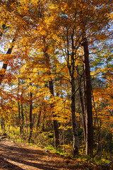 日本の風景・秋　福島県裏磐梯　紅葉の五色沼湖沼群　　