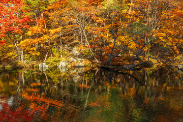 日本の風景・秋　福島県裏磐梯　紅葉の五色沼湖沼群　柳沼