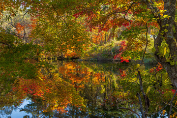 日本の風景・秋　福島県裏磐梯　紅葉の五色沼湖沼群　母沼