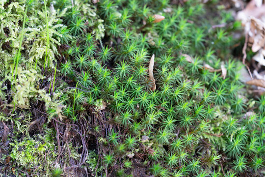 Macro photography of fresh green moss: Detailed texture of woodland bryophytes on moist forest soil