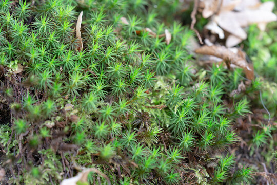 Macro photography of fresh green moss: Detailed texture of woodland bryophytes on moist forest soil