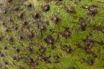 closeup view of a soursop fruit, macro view showing texture of a green soursop fruit	