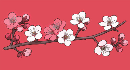 Fototapeta premium Cherry blossom branch displays pink and white flowers on a red surface. The branch shows fresh blooms and buds.