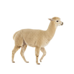 Obraz premium a mature huacaya alpaca with dense, perfectly groomed cream wool takes a deliberate step in a high-key studio environment, isolated on transparent, elegant animal isolation concept