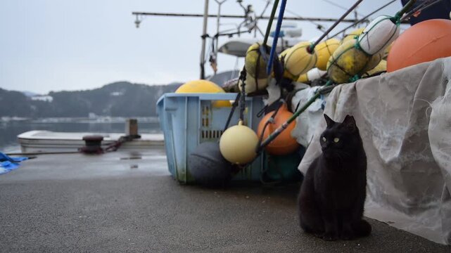 雪の残る日向東港を歩く黒猫 （福井県三方郡美浜町, 2026年2月）