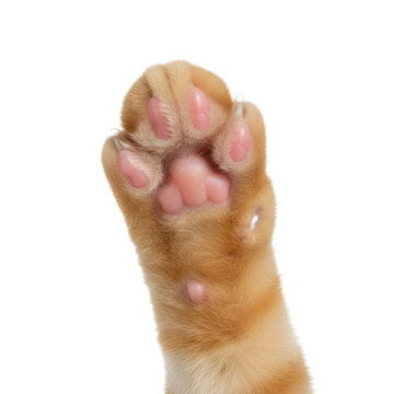 Isolated forepaw of a young ginger tabby cat, pristine pink toe beans visible on the underside, hyper-detailed macro photograph against a stark white background, commercial study of feline anatomy
