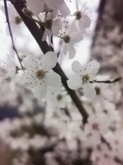 Obraz premium photographie en très gros plan d'une branche de mirabellier sur laquelle des fleurs ont éclos