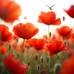 Obraz premium Red poppy field with sunlight and bird