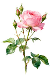 Fototapeta premium [Transparent Background PNG]Watercolor Painting of Pink Rose with Buds