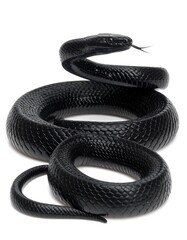Black snake coiling with tongue out, against bright white background