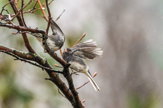 Dark-eyed juncos arguing as they perch on a branch.