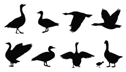 Silhouettes of geese in various poses, including flying, standing, and with wings spread © Rahman