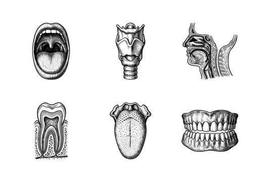 Vintage style engraving collection of human anatomy featuring the mouth throat respiratory system teeth and tongue in black and white line art