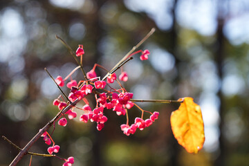 枝先に実るピンクのマユミの実