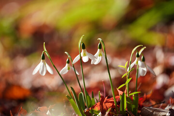 紅葉した落葉と白いスノードロップ