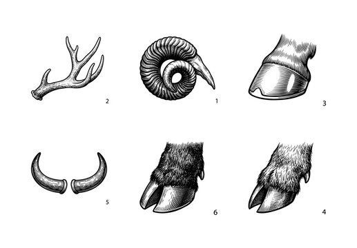 Vintage engraving style illustration of animal horns, antlers, and hooves collection including ram, deer, and cattle anatomical parts