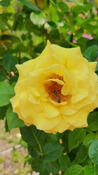 Bee pollinating yellow rose macro slow motion. 4K vertical nature documentary footage.