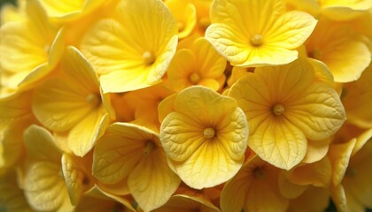 Obraz premium Close-up on bright yellow hydrangea flower petals. Delicate natural pattern and texture evident on bloom. Soft light illuminates fresh summer garden.