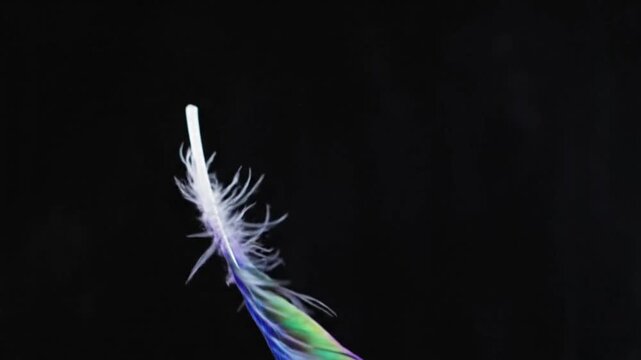 Colorful feather floating in black background captured in close-up view revealing its details and texture clearly
