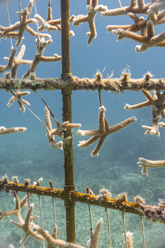 Baby coral in nursery in clear Pacific ocean for reef planting