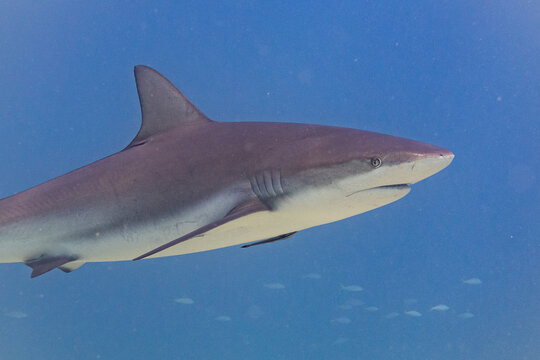 Caribbean reef shark swimming with small fish in tropical ocean