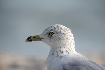 Obraz premium Ring Billed Gull