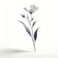 Single flower on a white background 