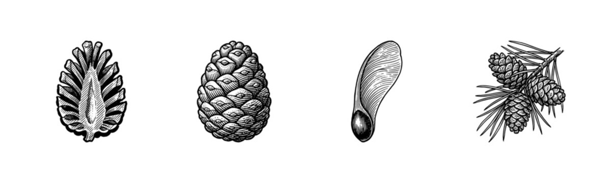 Vintage style engraving of pine cone anatomy and conifer seeds in black ink line art