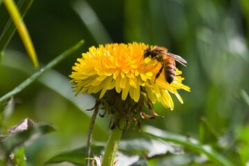 Western Honey Bee on dandelion  © SnapWild Photogrpahy