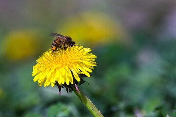 Western Honey Bee on dandelion  © SnapWild Photogrpahy