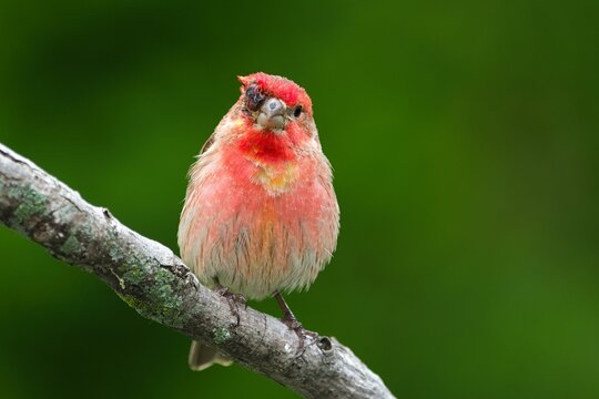 House finch with feeder conjunctivitis 