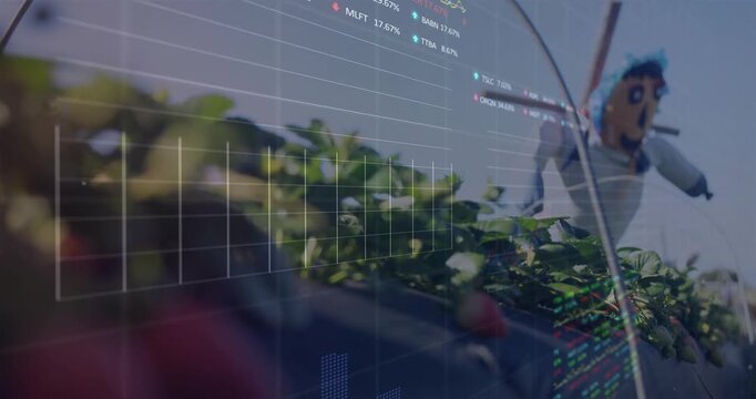 Adult hand entering lower-left picking ripe strawberry in farm bed, finance graphs overlaying scene