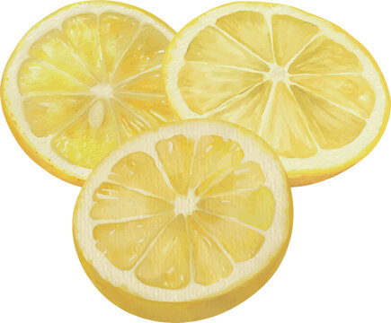 Watercolor Lemon Slices Isolated Vector Illustration