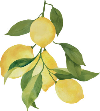 Watercolor Lemon Branch with lemons and Leaves Vector Illustration