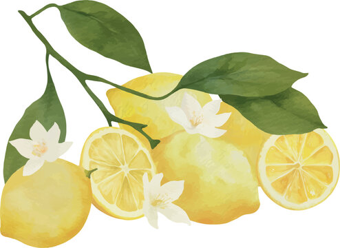 Watercolor Lemon Branch with flowers Vector Illustration