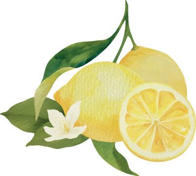 Watercolor Lemon with flower Vector Illustration