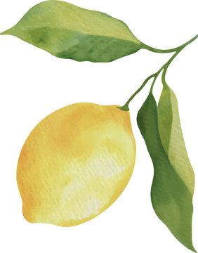 Watercolor Lemon with Leaves Vector Illustration
