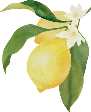 Watercolor Lemon with Leaves on Branch Vector Illustration