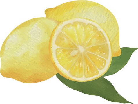 Watercolor Lemon set Vector Illustration