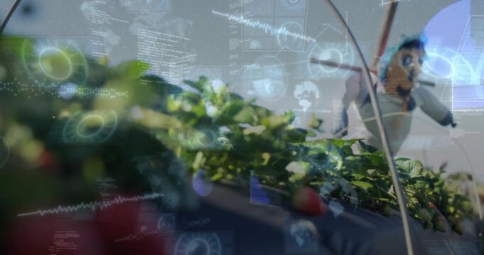 Vertical video: Scarecrow on pole guarding berry rows while HUD overlays rising, tracking farm data