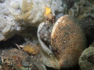 Feather Blenny