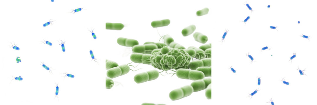 Pseudomonas aeruginosa bacteria isolated on white background, P aeruginosa gram negative rod bacterium, opportunistic pathogen microorganism, hospital infection bacteria species, microbiology pathogen