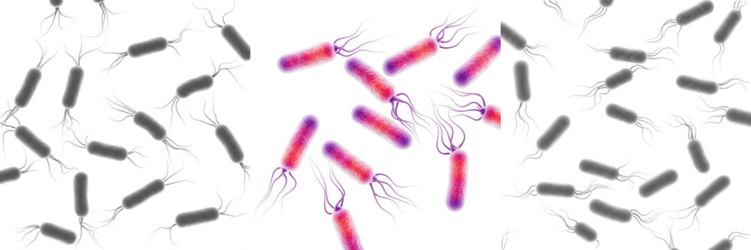 Salmonella enterica bacteria isolated on white background, salmonella bacterium pathogen causing foodborne infection, gram negative rod bacteria species, salmonella microbe laboratory microbiology