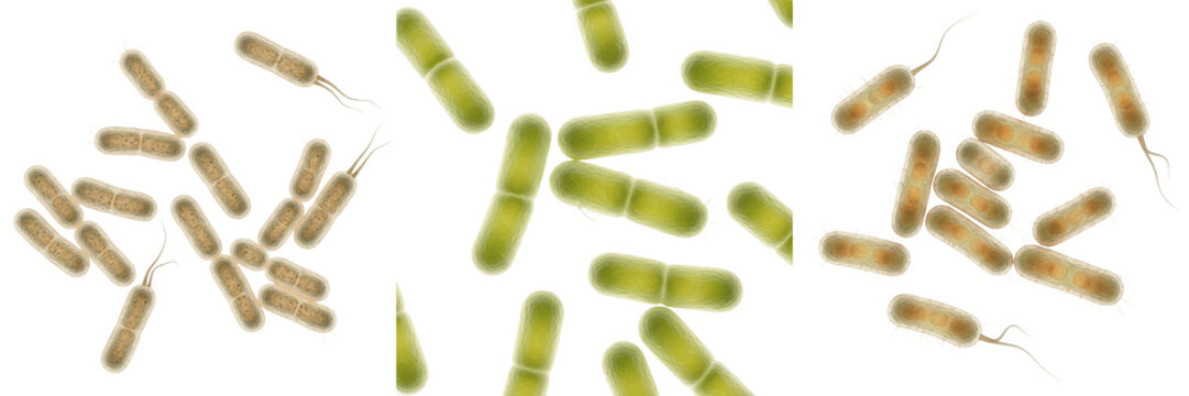 Escherichia coli bacteria isolated on white background, E. coli microscopic pathogen, coliform bacterium, gram negative rod shaped microorganism, intestinal bacteria species, microbiology pathogen sam
