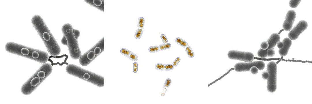 Clostridium botulinum bacteria isolated on white background, clostridium botulinum anaerobic spore forming bacterium, botulism toxin producing bacteria species, microbiology pathogen laboratory microo
