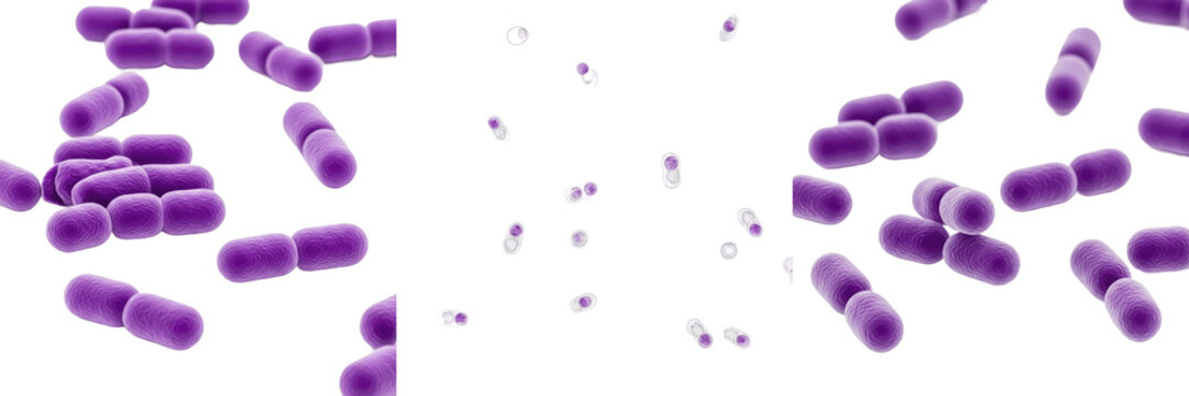 Klebsiella pneumoniae bacteria isolated on white background, klebsiella pneumoniae gram negative rod bacterium, klebsiella pathogen causing pneumonia infection, medical microbiology bacteria laborator