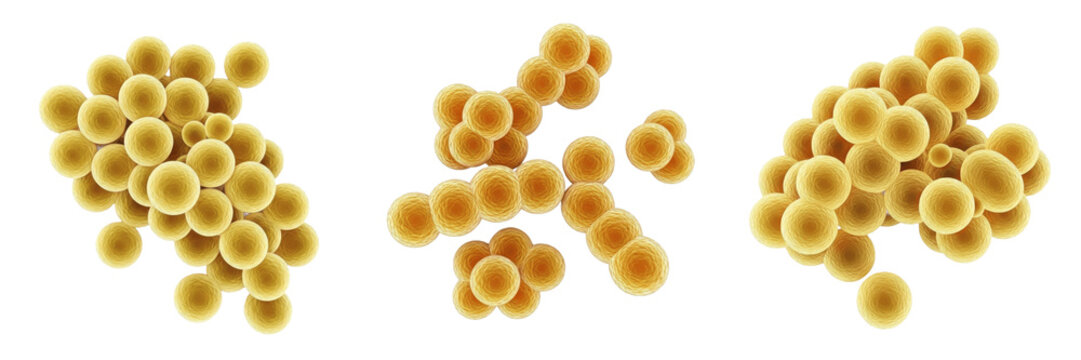 Staphylococcus aureus bacteria isolated on white background, S aureus gram positive cocci bacterium cluster, staph bacteria pathogen, golden staph microorganism, medical microbiology infection agent, 